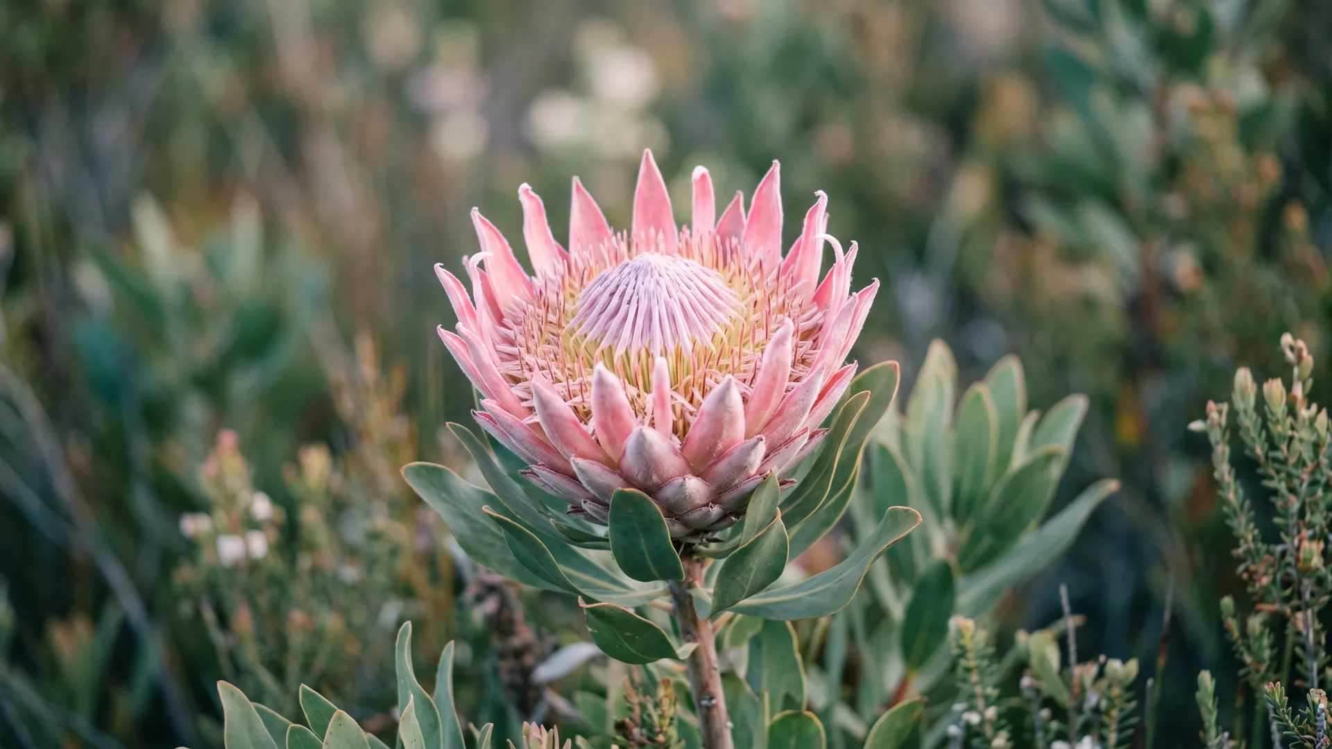 A pink protea flower surrounded by green foliage